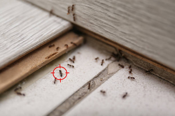 Best Emergency Pest Control  in Skiato, OK