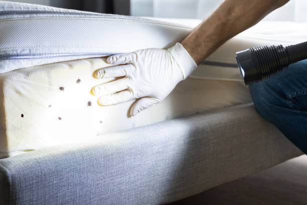 Best Ant Control Services  in Skiato, OK